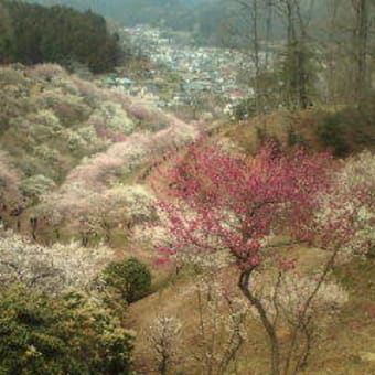 青梅梅郷、行ってきました