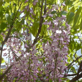 一関市東山町「柴宿団地」のピンク色のフジ（藤）の花　2024年5月10日（金）