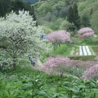 ５月１２日現在　手這坂桃の花の様子
