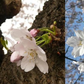 花より写真？