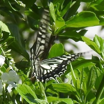 庭のデュウランタの花にアゲハ蝶と庭のアジサイの花♪