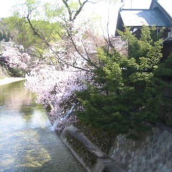 春の高山祭り（桜と柳）