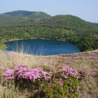 硫黄山のミヤマキリシマ
