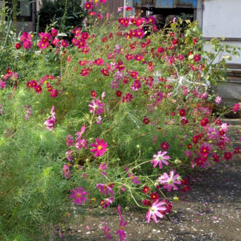 種を拡散する植物と子育てと・・・