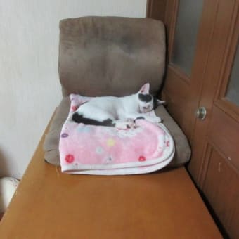 猫と9月のおわりに