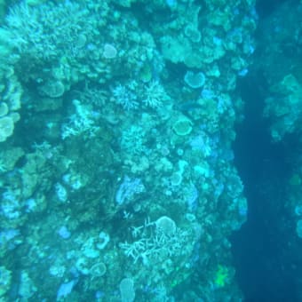 2016年8月17日　水曜日　西表島