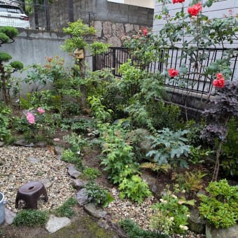 今朝は雨