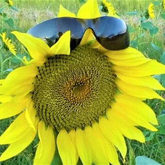 サングラスをかけたヒマワリ　Sunflowers wearing sunglasses
