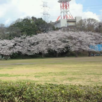 恒例お花見2014