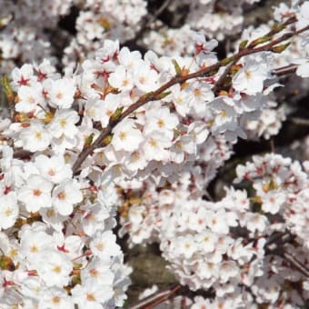 関屋分水の桜２