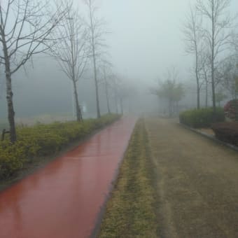 今日は霧だった