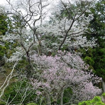 福泉寺の桜　2025　弐