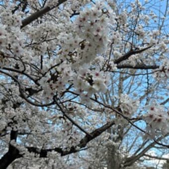 平和公園の桜ー２０２５（北九州市小倉北区）