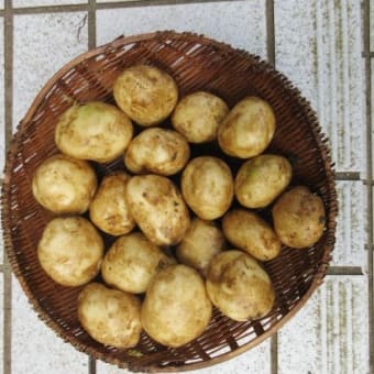 体調もようやく回復しての「ジャガイモほり」