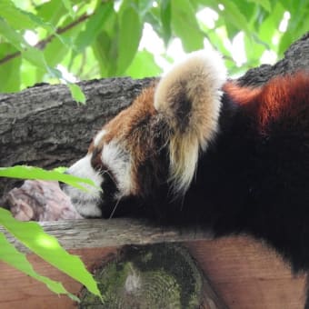 野毛山動物園へ