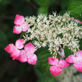 紫陽花