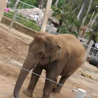 トラム・ツアー（san diego zoo）