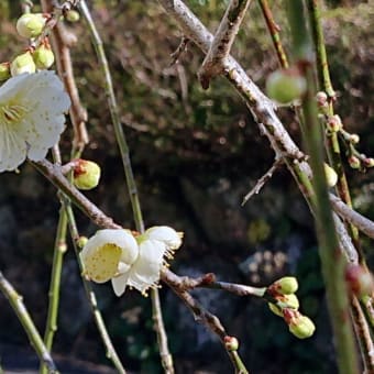 枝垂れ白梅が開花