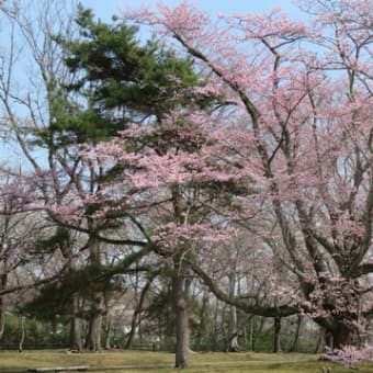 桜が開花しました！