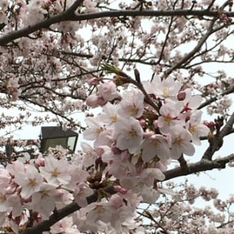 満開の桜