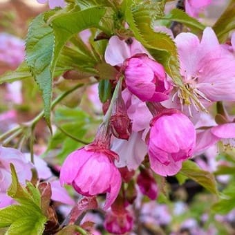 　我が家の河津桜が咲きだした～♬