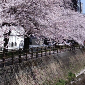 毎年見てるけど、ここの桜並木は、圧巻だと思います。