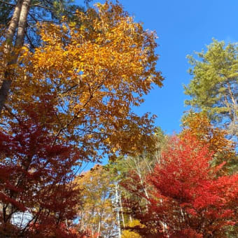 紅葉も愛ででもらいたいなあ