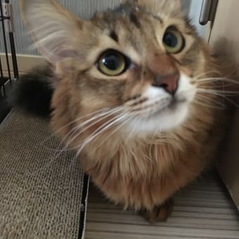 スカイプでピピと。