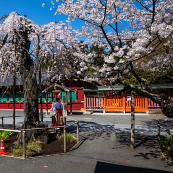 志波彦神社.鹽竈神社の桜