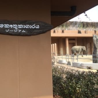 【東山公園】ゾウ好き必見！「ゾージアム」に行ってきました（東山動物園）