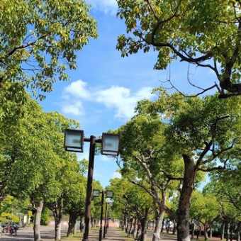 総合運動公園のコスモス～～♬