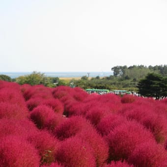 国営ひたち海浜公園