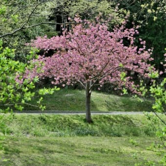 遅咲きの桜と池　170418 