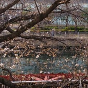 2025桜咲く