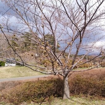 御所の台ふれあいパーク桜開花状況（H29.4.12）