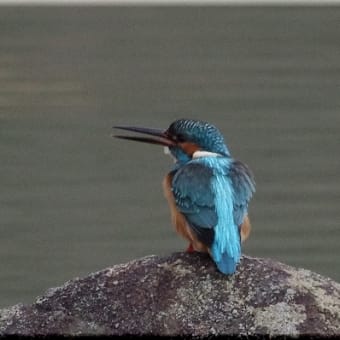 かわせみ　翡翠　知多半島東浦町の鳥　２月 １５日のカワセミ