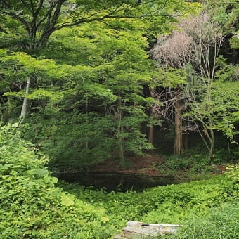 ★釜井庵の七夕飾りとヤマユリの花（塩尻市）　2024