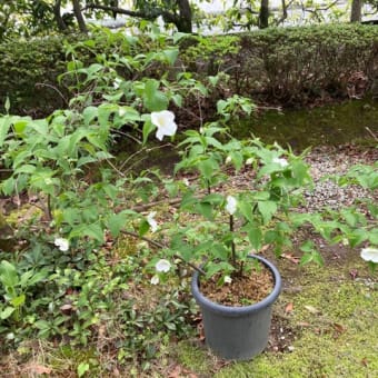 絶滅危惧種！？　シロヤマブキ