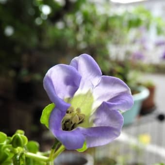 クロホオズキ　　　　のこり夏をつかまえて　　　千葉県市川浦安アスファルト脇植物園・自宅