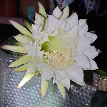 袖ヶ浦の花が咲きました