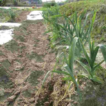 地上の星（春キャベツ・レタス・菊芋等）の定植も載せました