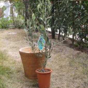 オリーブの植え替え