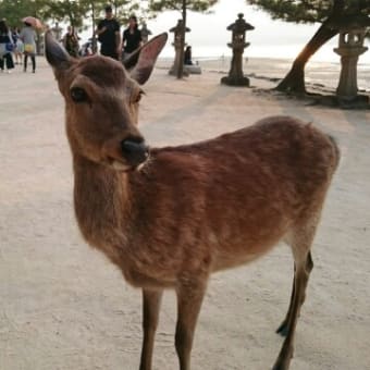 広島の思い出(写真のみ)