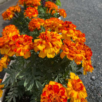 夏秋仕様に植え替え　コミュニティーセンター