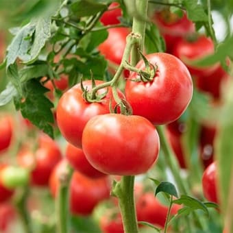 トマト － ビタミンA、ビタミンCが多く、疲労回復や食欲増進に役立つ