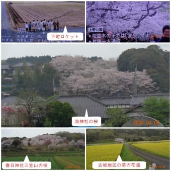 海神社の桜