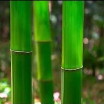 竹の節が多い人間