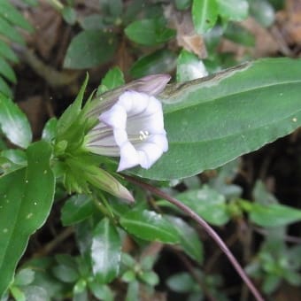 鯉が窪湿原の植物④