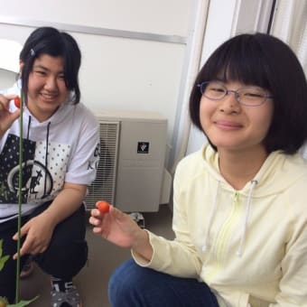 トマト収穫!(^^)!　アカデメイア高等学院