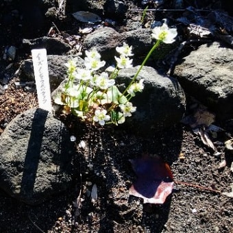 神代植物公園11月15日(木)